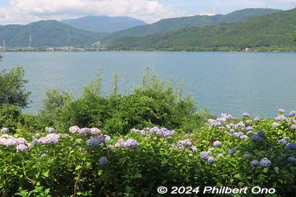 hydrangea with lake yogo in the background