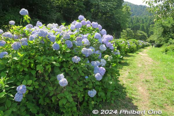 hydrangea at lake yogo