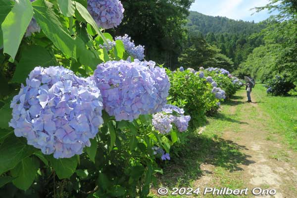 hydrangea at lake yogo