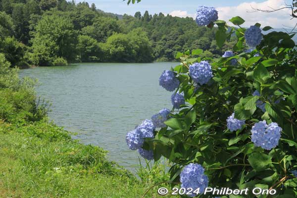 hydrangea with lake yogo in the background