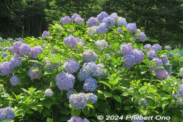 hydrangea at lake yogo