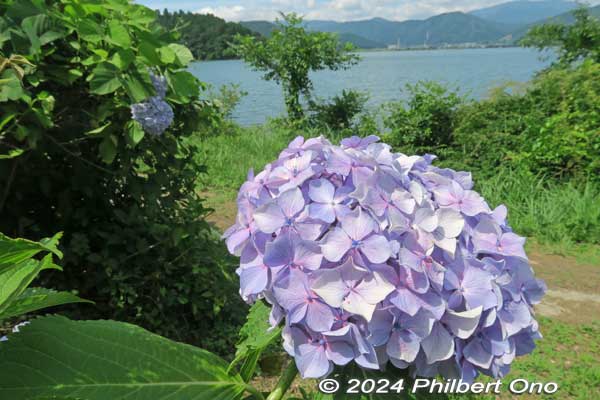 hydrangea with lake yogo in the background