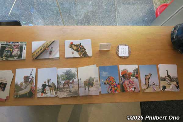 camel festival postcards