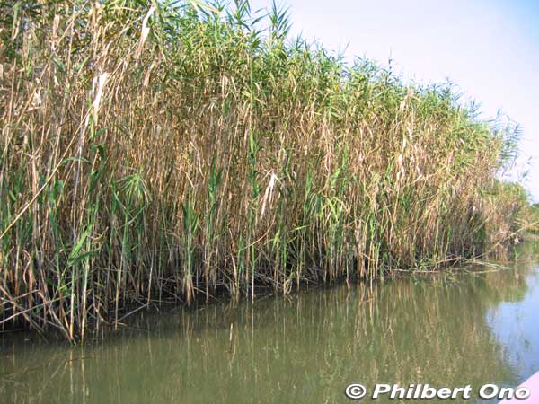 Reeds and waterway in Maruyama, Omi-Hachiman